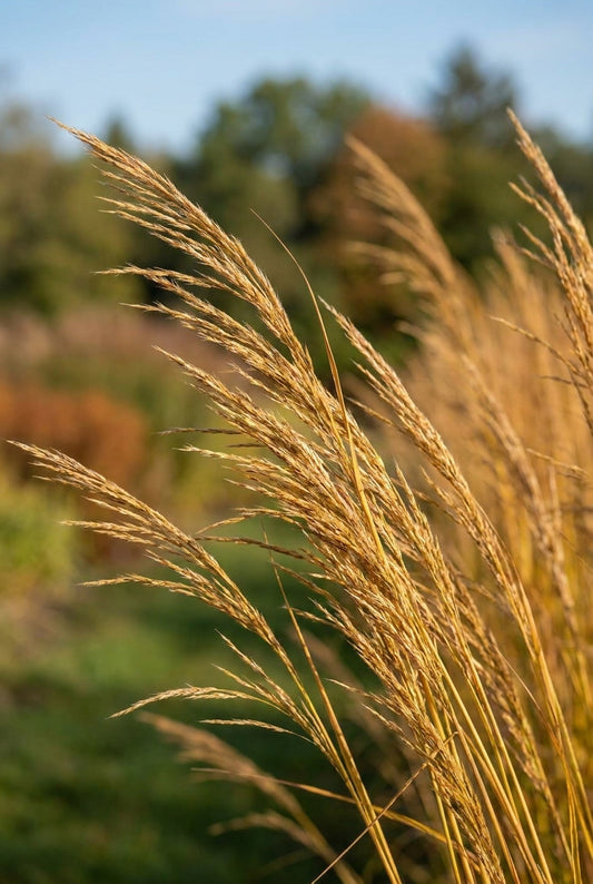 Andropogon hallii 'JS Yellow Konza' pluim