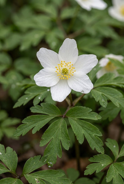 Anemone nemorosa 'Lychette' bloem