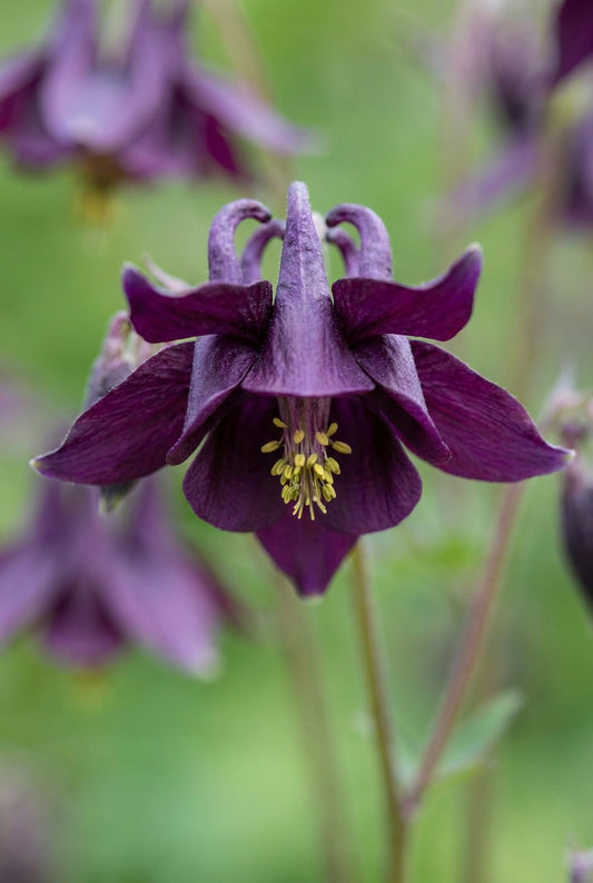 Aquilegia atrata bloem