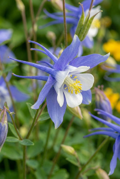 Aquilegia caerulea bloemen