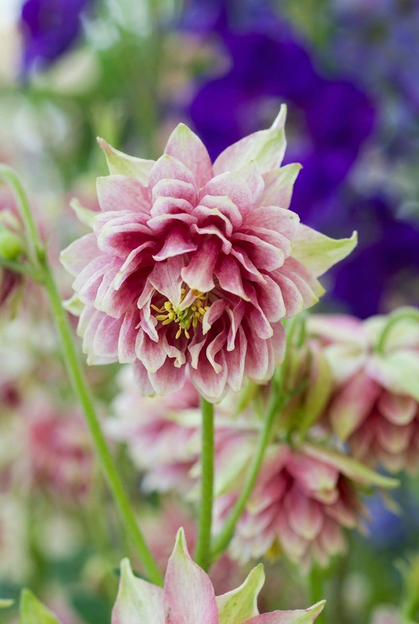 Aquilegia 'Nora Barlow' bloem