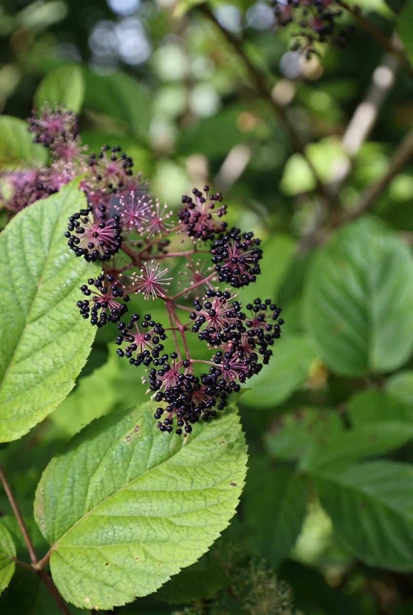 Aralia cordata 'Sun King' bes