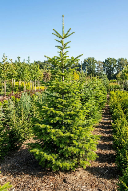 Abies firma solitair