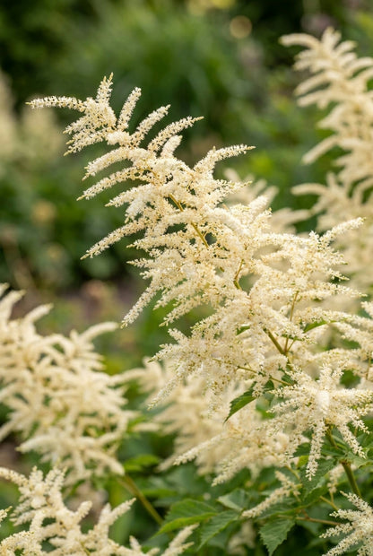 Aruncus dioicus 'Whirlwind' pluim