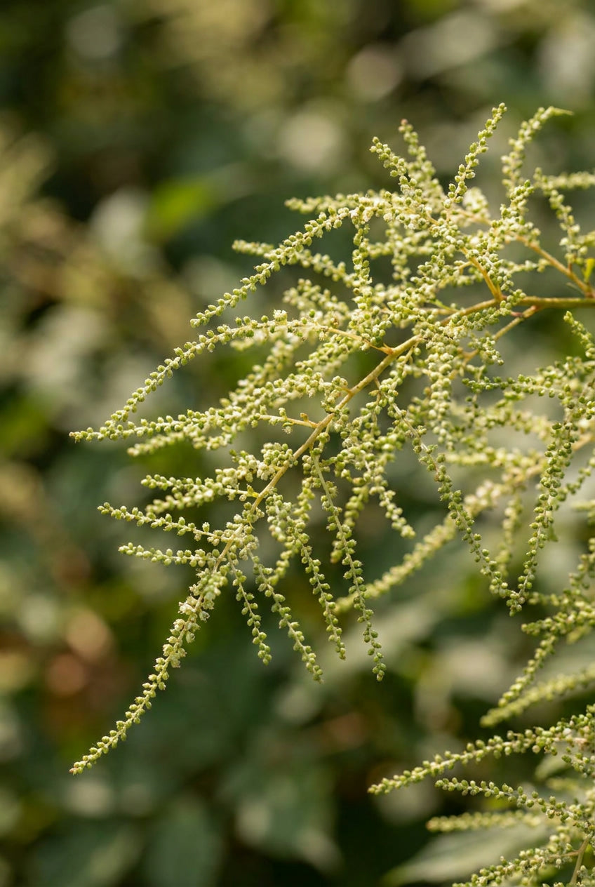 Aruncus dioicus 'Whirlwind' pluim
