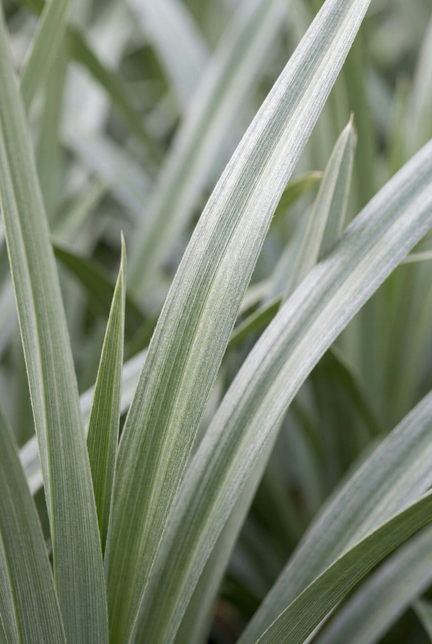 Astelia chathamica 'Silver Spear' blad