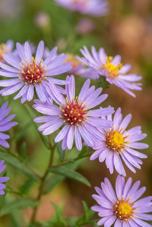 Aster laevis 'Anneke van der Jeugd' bloem