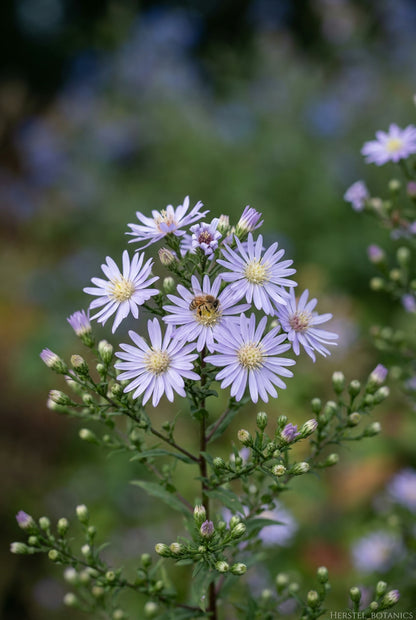 Aster 'Primrose Path' bloem