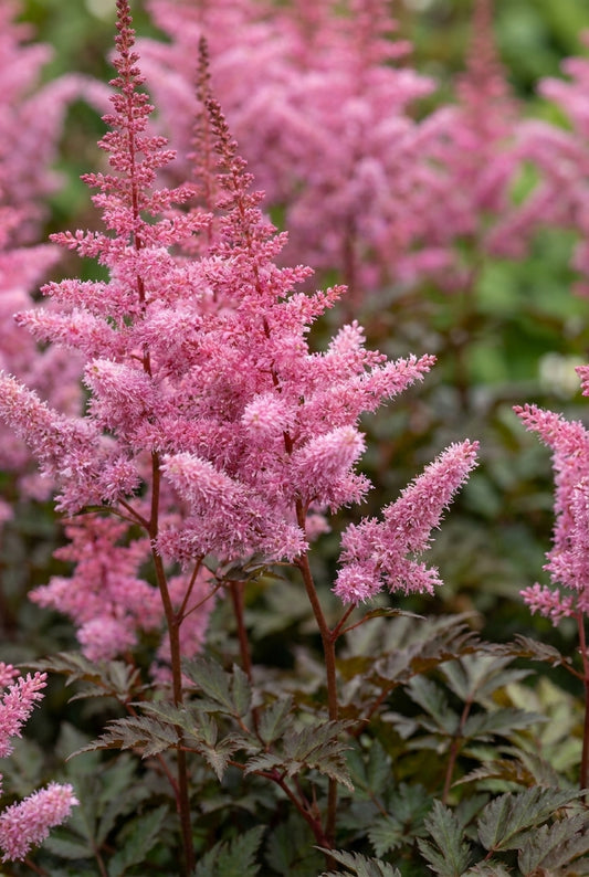 Astilbe 'Beauty of Ernst' bloem