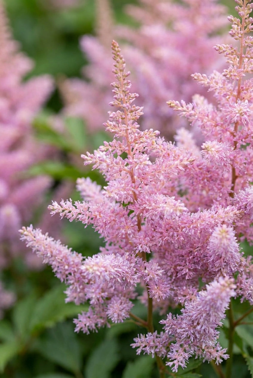 Astilbe chinensis 'Finale' pluimen