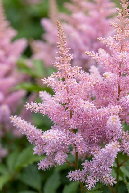 Astilbe chinensis 'Finale' pluimen