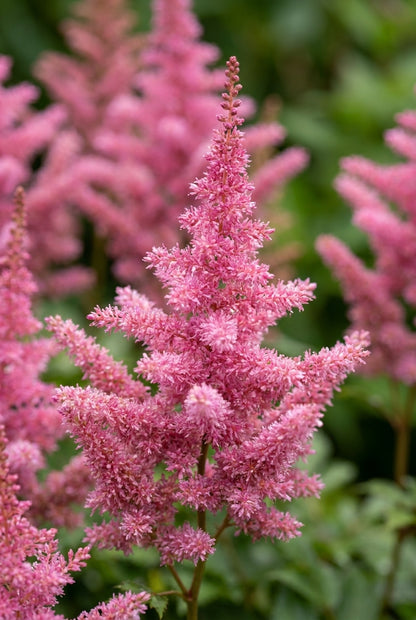 Astilbe chinensis 'Vision in Pink' pluimen