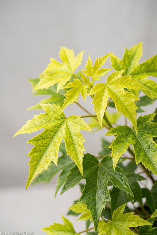 Astilbe 'Dunes Glory' blad