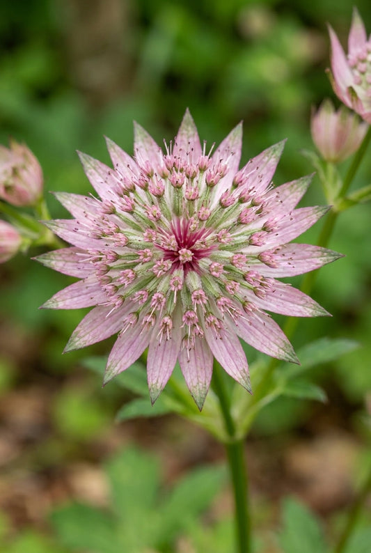 Astrantia major 'Pink Promise' bloem