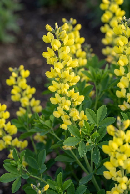 Baptisia 'Lemon Meringue' bloemen