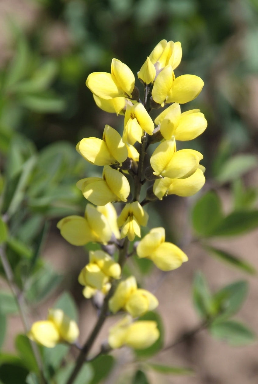 Baptisia 'Lemon Meringue' bloem