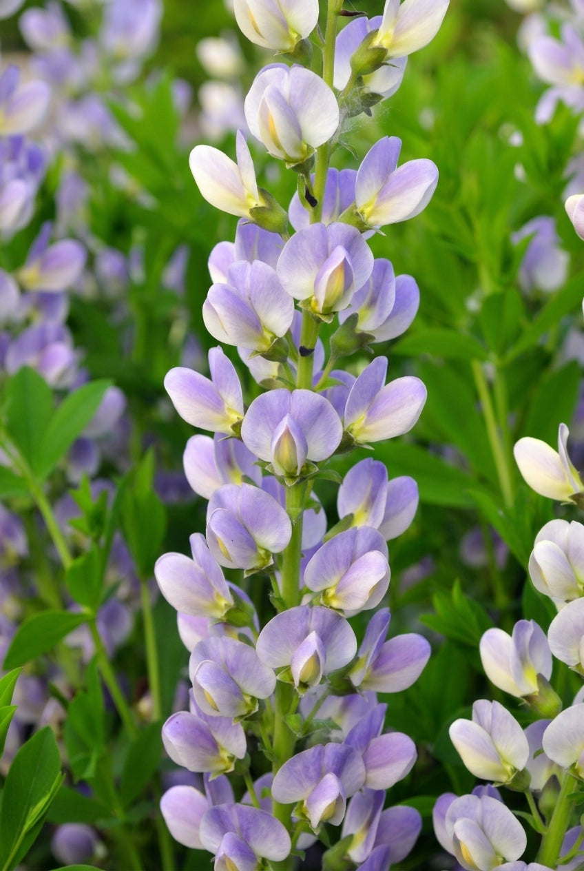 Baptisia 'Starlite' bloem