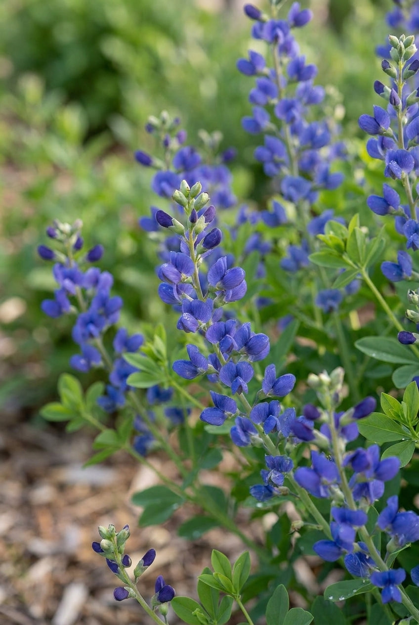 Baptisia 'Starlite' bloemen