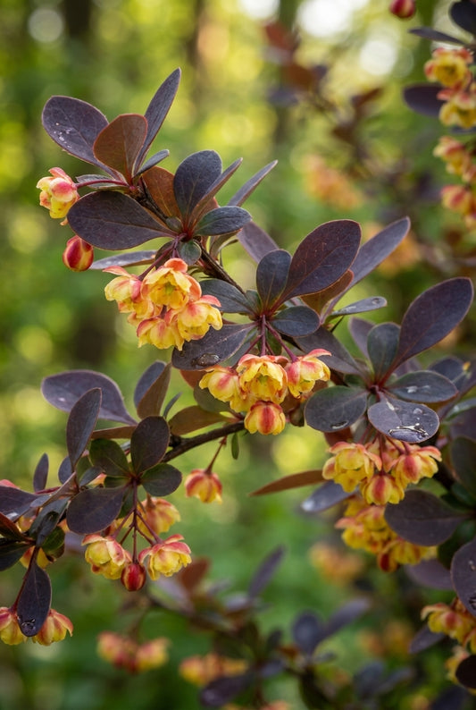 Berberis thunbergii 'Harlequin' meerstammig / struik bloem