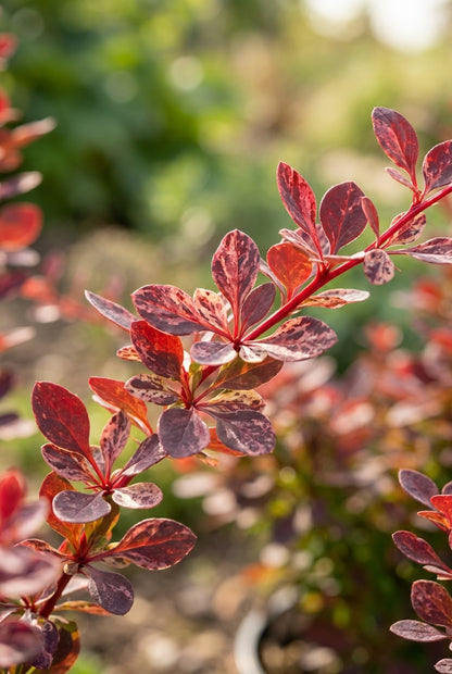 Berberis thunbergii 'Harlequin' Tuinplanten blad