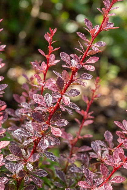 Berberis thunbergii 'Natasza' blad