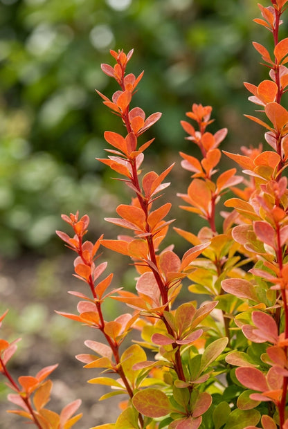 Berberis thunbergii 'Orange Rocket' Tuinplanten blad