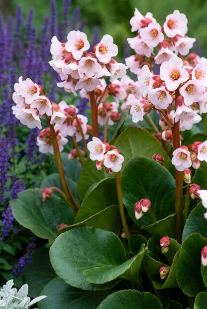 Bergenia 'Harzkristall' blad