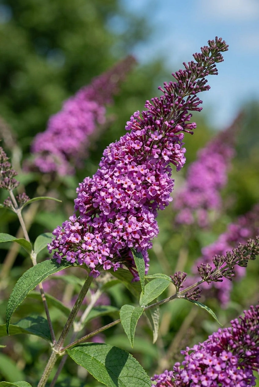Buddleja davidii 'Ile de France' meerstammig / struik bloem