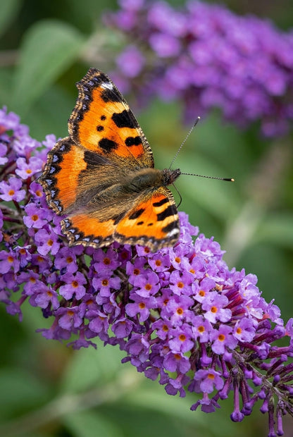 Buddleja davidii 'Ile de France' meerstammig / struik bloem