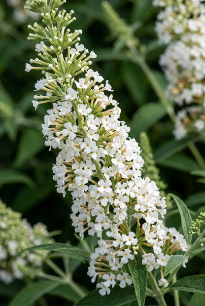 Buddleja davidii 'Nanho White' Tuinplanten bloem