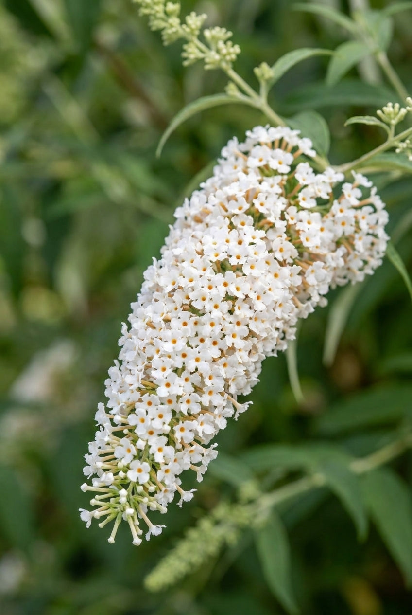 Buddleja davidii 'White Bouquet' bloemen