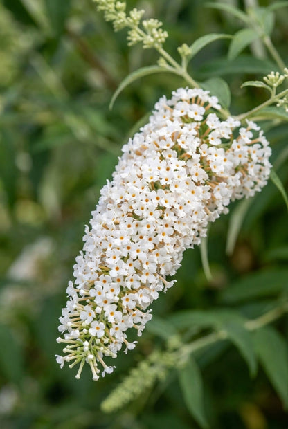 Buddleja davidii 'White Bouquet' bloemen