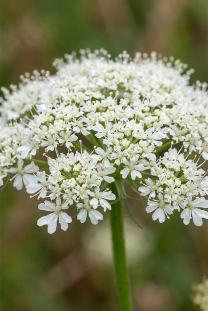 Bunium bulbocastanum bloem