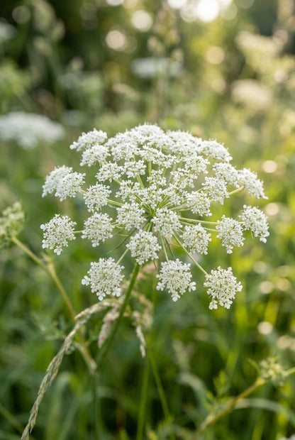 Bunium bulbocastanum bloem
