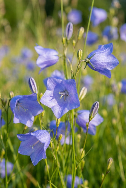 Campanula rotundifolia blad