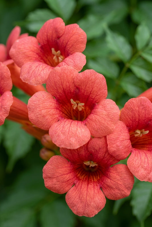 Campsis radicans 'Flamenco' op stam bloem