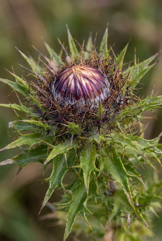 Carlina vulgaris bloem