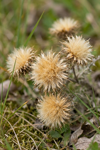 Carlina vulgaris bloem