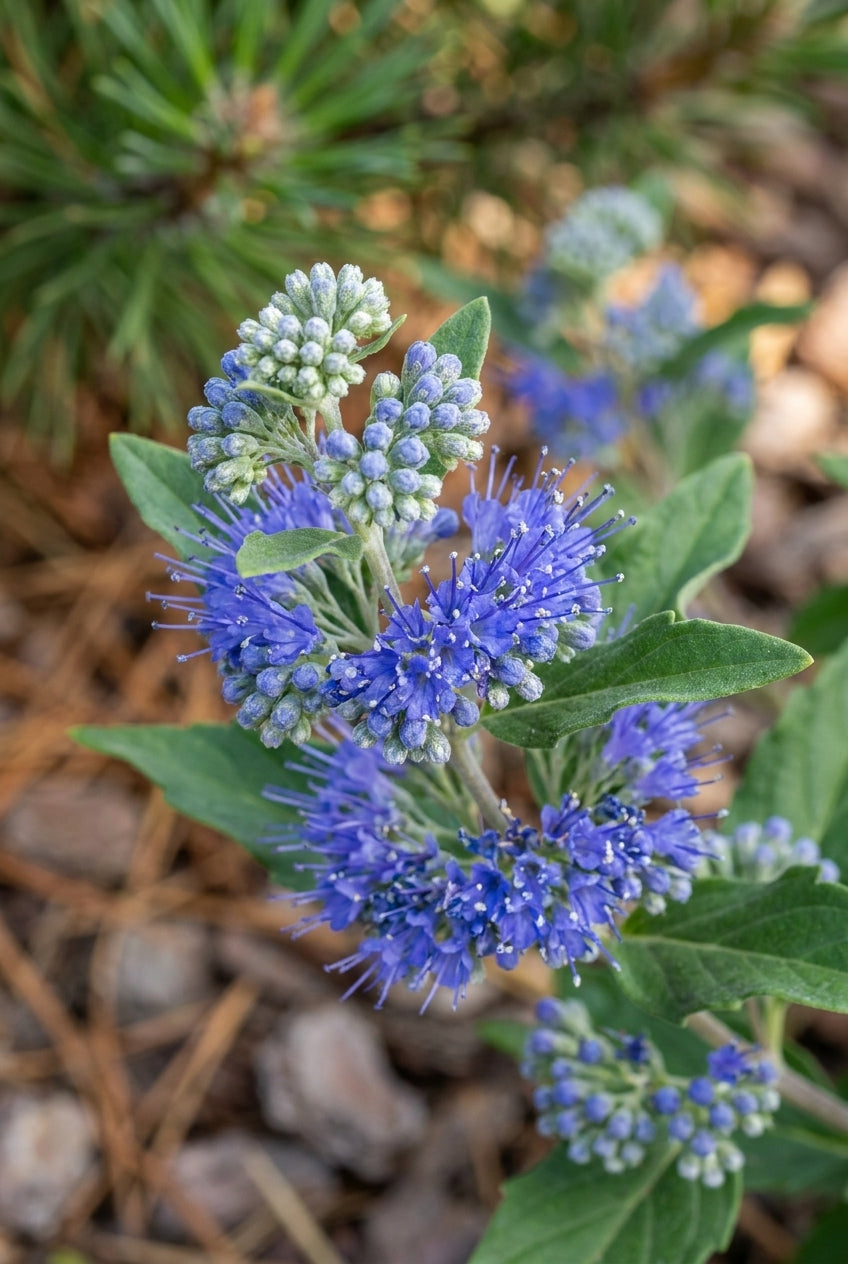 Caryopteris clandonensis 'Inoveris' bloem