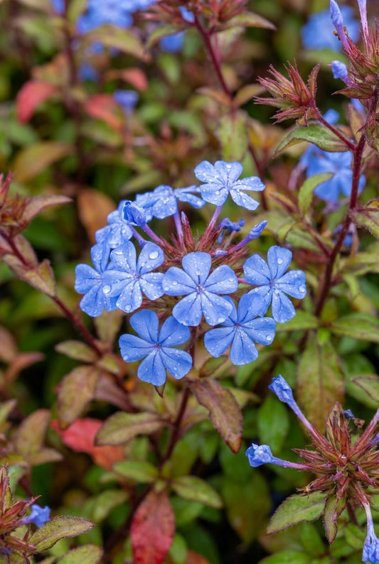 Ceratostigma willmottianum bloemen