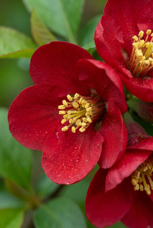 Chaenomeles speciosa 'Hot Fire' bloem