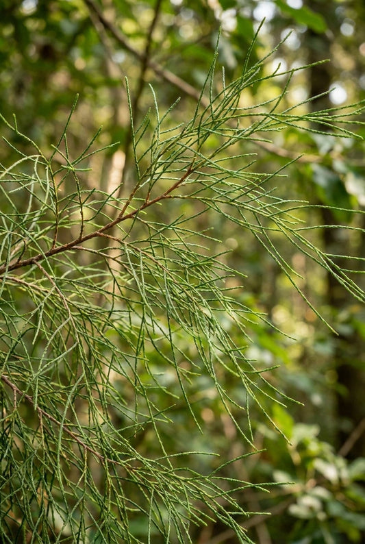 Chamaecyparis lawsoniana 'Drooping Solo' naald