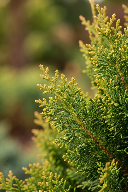 Chamaecyparis obtusa 'Rigid Dwarf' naald