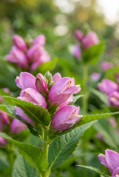 Chelone obliqua 'Archelospe' bloemen