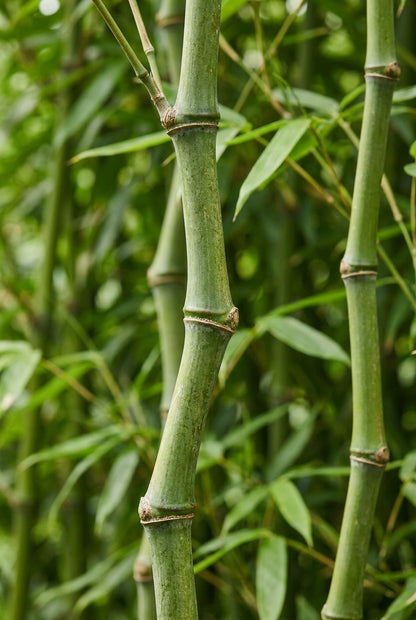 Chimonobambusa tumidissinoda blad