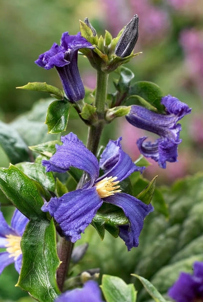 Clematis 'China Purple' bloemen