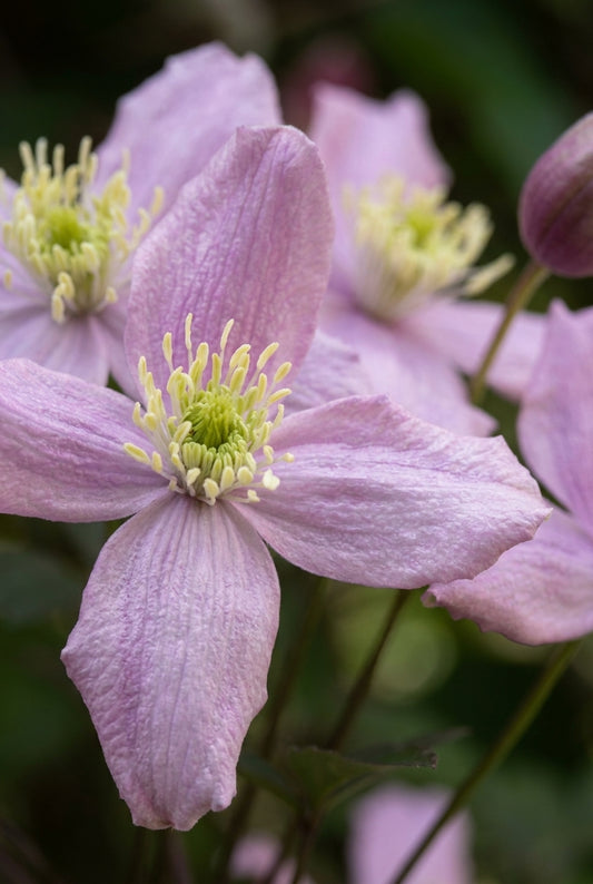 Clematis montana rubens bloem