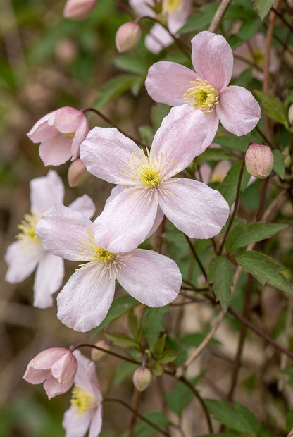 Clematis montana rubens bloemen