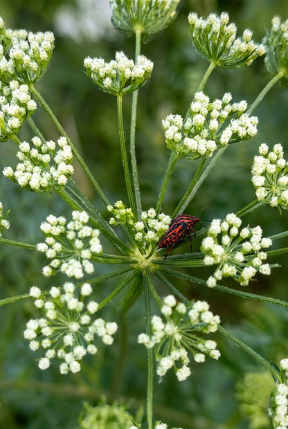 Cnidium silaifolium bloem