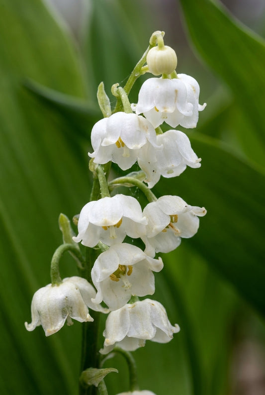 Convallaria majalis 'Bordeaux' bloem